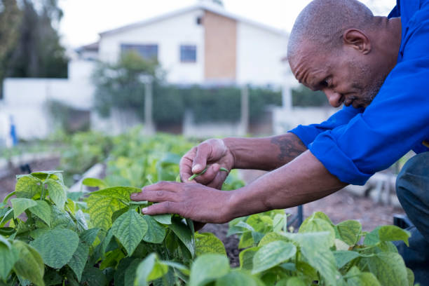 An African man picks vegetables at the community garden. He is working at the community vegetable garden to earn money. Fresh beans are being harvested for the market